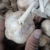 سیر بذری و خوراکی درجه ۱ ی قالب ب مقدار ۱ تن