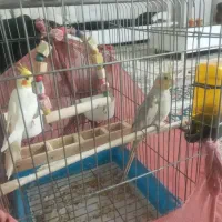 یک جفت عروس هلندی