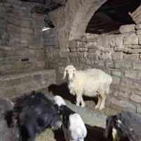 یه میش با بره نر وکوه ماده