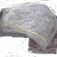 ضایعات خرما