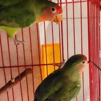 طوطی برزیلی