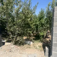 باغ ۴ دیواری|فروش دفتر صنعتی، کشاورزی، تجاری|رامجین, |دیوار