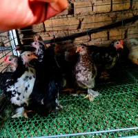 نیمچه کوشین خالدار و برهما غولپیکر رنگهای مختلف|حیوانات مزرعه|اصفهان, بوستان ناژوان|دیوار