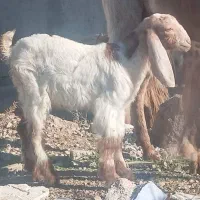 کهره ماده ۲۰روزه