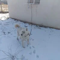 سگ هاسگی|سگ|زنجان, |دیوار