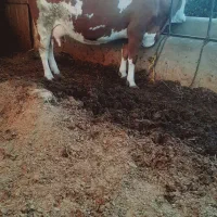 گاو|حیوانات مزرعه|بکتاش, |دیوار