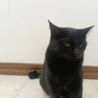 گربه واگذاری مشکی|گربه|یزد, |دیوار