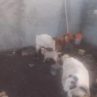 بز زاییده جوان