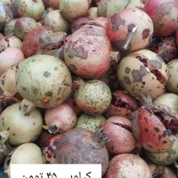 انار محلی کیلویی ۴۰ تومن