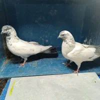 کبوتر پرشی|پرنده|قم, آزادگان|دیوار