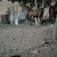 کره نریون یه ساله