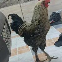 خروس زینتی