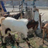 نری|حیوانات مزرعه|رودان, |دیوار