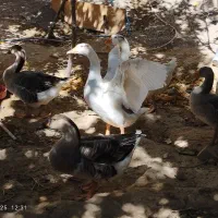 فروش غاز و قوغاز|حیوانات مزرعه|قیدار, |دیوار