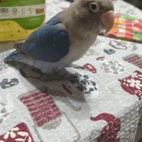 طوطی برزیلی|پرنده|نجف‌آباد, رجایی شمالی|دیوار