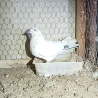 کبوتر|پرنده|برخوار, |دیوار