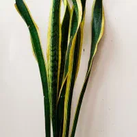 گل آپارتمانی سانسوریا طلایی