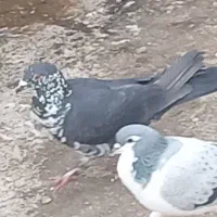 بزک|پرنده|نیشابور, دارایی|دیوار