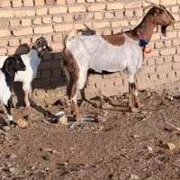 بز دورگ|حیوانات مزرعه|کاشمر, |دیوار