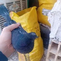 جوجه جیروماده طوقی|پرنده|قم, ولیعصر|دیوار