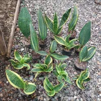 گل های اپارتمانی