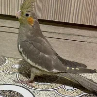 جوجه عروس هلندی دوماهه|پرنده|فردیس, ثابتی|دیوار