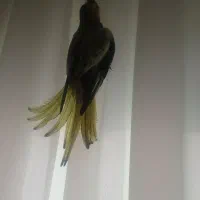 عروس هلندی قیمت پایین|پرنده|ابهر, |دیوار