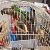 گرینچیک|پرنده|رشت, چله خانه|دیوار