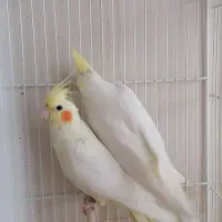 عروس هلندی لوتینو