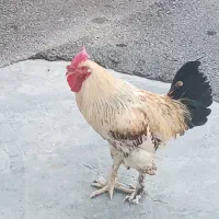 خروس دیلگونی اصل