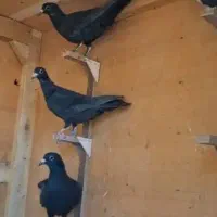 کلاغ رسمی امری