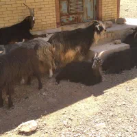 بز کهره دار و آبستن
