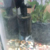 آکواریوم|ماهی|مرودشت, ژیان|دیوار