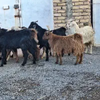 ۱۰ تا کره نر بخته|حیوانات مزرعه|رفسنجان, |دیوار