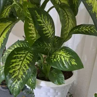 گل دیفن|گل و گیاه طبیعی|ملایر, |دیوار