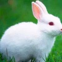 خرگوش چشم شرابی