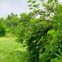 فروش-زمین-در-کوسه