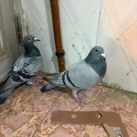 دوتا کفتر دوبر ماده