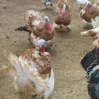 بو قلمون طبیعی|حیوانات مزرعه|اردبیل, |دیوار