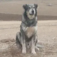 سگ سراب افغان