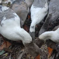 گله غاز تخمگذار|حیوانات مزرعه|لنگرود, |دیوار