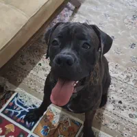 سگ پرسا گمشده