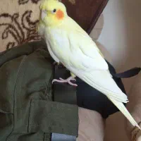 عروس هلندی مولد