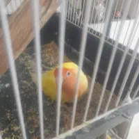 طوطی کوتوله برزیلی یکساله عالیشهر|پرنده|بوشهر, |دیوار