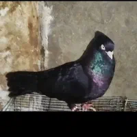 کبوتر ذاغ آبادانی اصیل