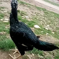 مرغ و جوجه خروس لاری