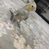 فروش طوطی عروس