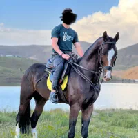 اسب ترکمن نریان|اسب و تجهیزات اسب‌سواری|شیراز, ویلاشهر|دیوار