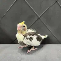 جوجه عروس هلندی