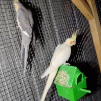 عروس هلندی نره ماده نزدیک به تخم